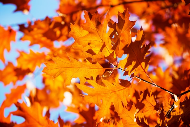 Foglie sui rami nella foresta di autunno.