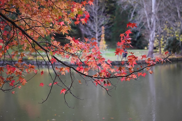 Foglie sul ramo di un albero durante l'autunno
