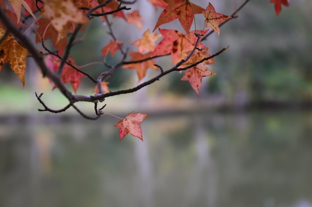 Foglie sul ramo di un albero durante l'autunno