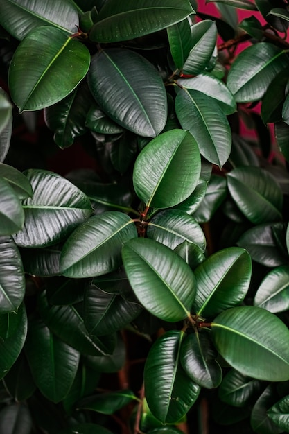 Foglie tropicali come sfondo naturale e ambientale giardino botanico e sfondo floreale pianta gr...