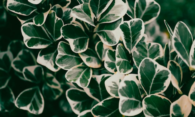 foglie tropicali di colore verde e bianco