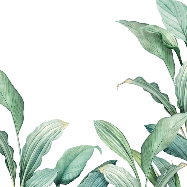 Foglie tropicali disegnate a mano sullo sfondo trasparente PNG