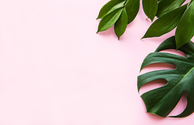 Foglie tropicali e foglia di monstera