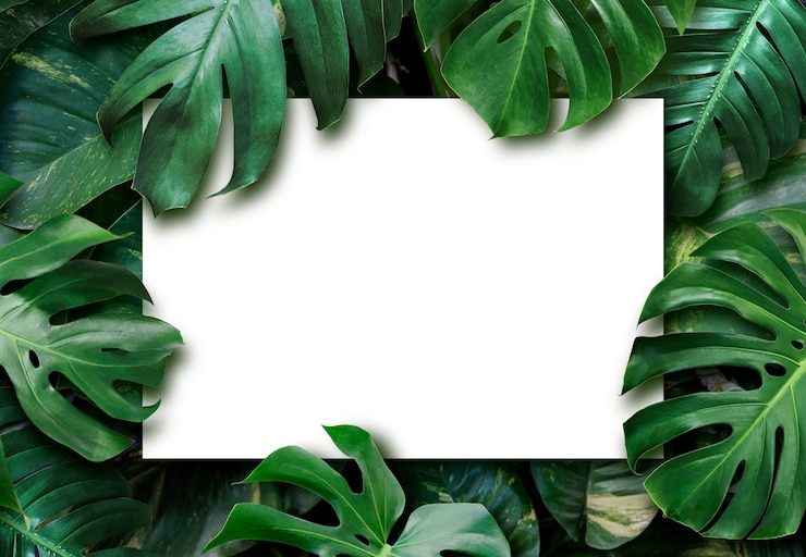 Foto foglie tropicali e sfondo bianco carta bianca