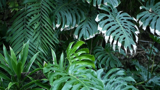 Foglie tropicali esotiche della foresta pluviale della giungla di monstera, foresta amazzonica. Verde scuro, fogliame lussureggiante.