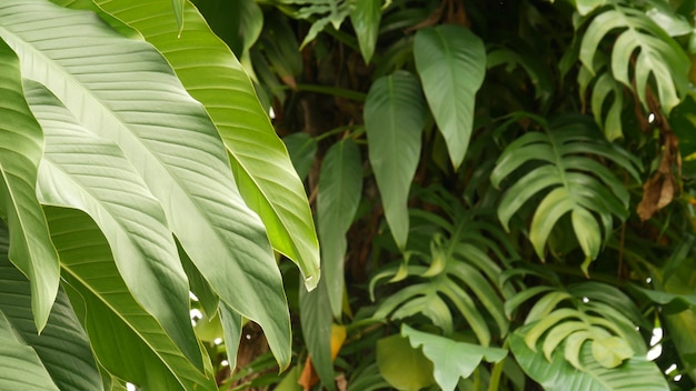 Foglie tropicali esotiche succose di monstera. Fogliame lussureggiante, vegetazione nella giungla paradisiaca, foresta pluviale selvaggia.