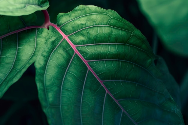 Foglie tropicali fiore colorato su fogliame tropicale scuro natura sfondo fogliame verde scuro natura generat ai