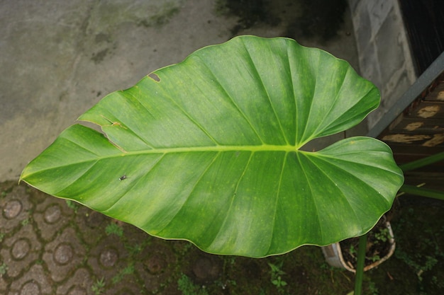 Foglie tropicali. Foglie di taro giganti. Primo piano Foglie di orecchio di elefante per lo sfondo. Banana verde tropicale