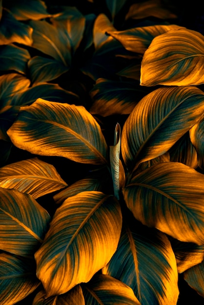 foglie tropicali foglie verdi astratte texture natura sfondo