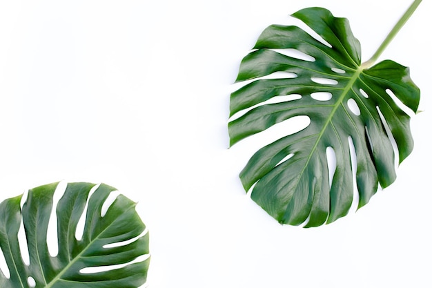 Foglie tropicali monstera su sfondo bianco vista dall'alto piatto