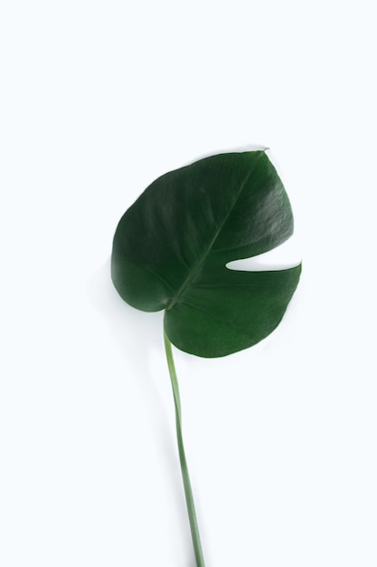 Foglie tropicali pianeggianti Monstera su bianco