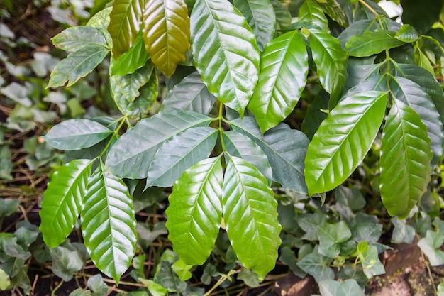 Foglie tropicali Piante esotiche Sfondo naturale verde Dettagli della natura