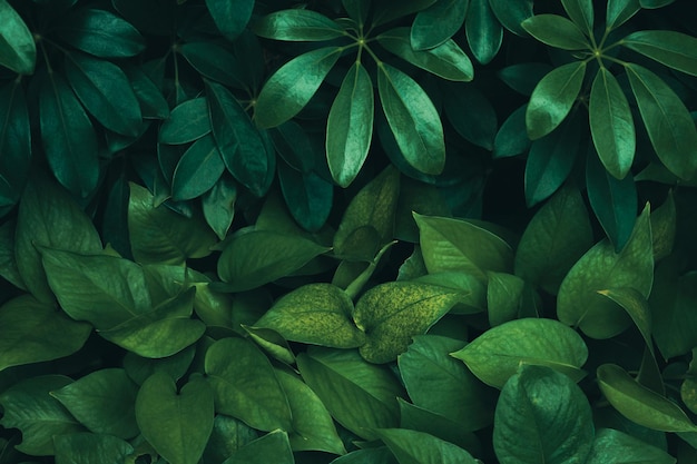 Foglie tropicali, struttura astratta delle foglie verdi, fondo della natura