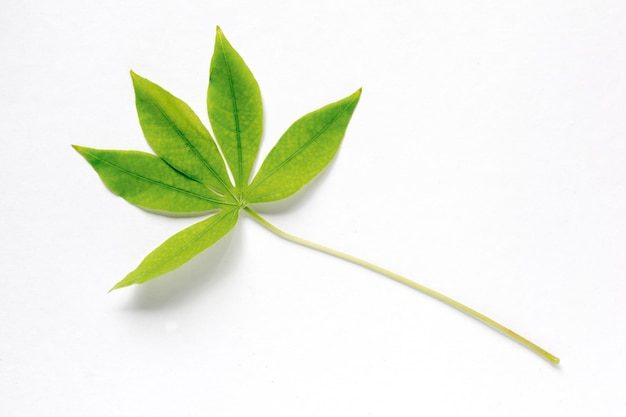 Foglie tropicali verde isolato su sfondo bianco