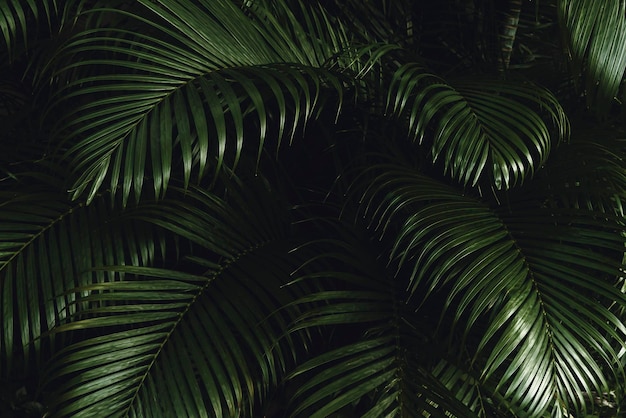 Foglie tropicali verde scuro in primo piano Foresta tropicale