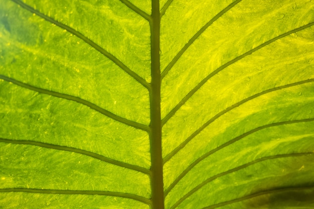 foglie tropicali verdi di alberi e cespugli che crescono nella serra.