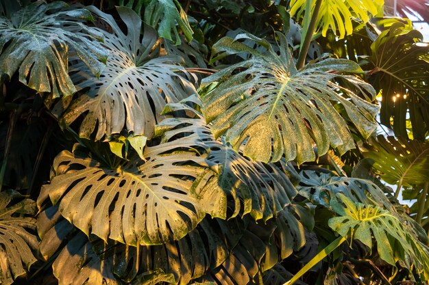 foglie tropicali verdi di alberi e cespugli che crescono nella serra.