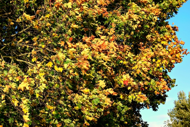 Foglie variopinte di autunno durante il forte vento Priorità bassa di autunno.