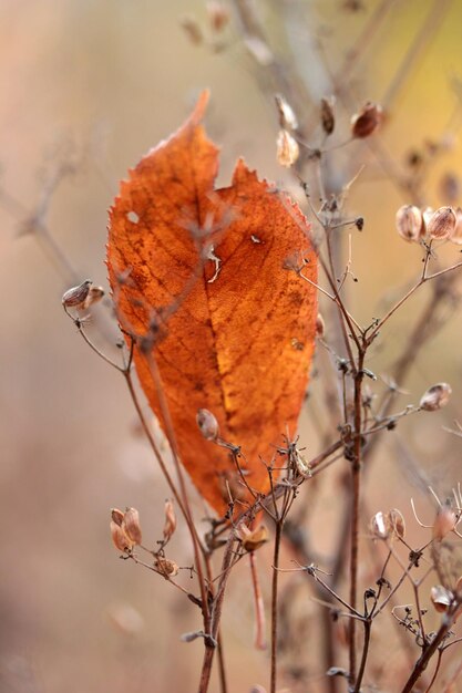 Foglie variopinte di autunno Fondo della natura