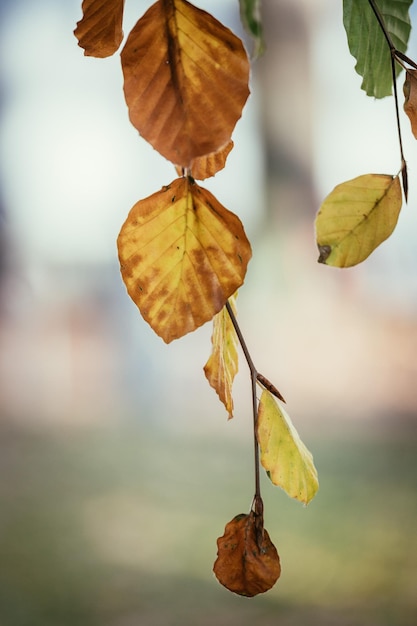 Foglie variopinte in uno spazio della copia di autunno del parco