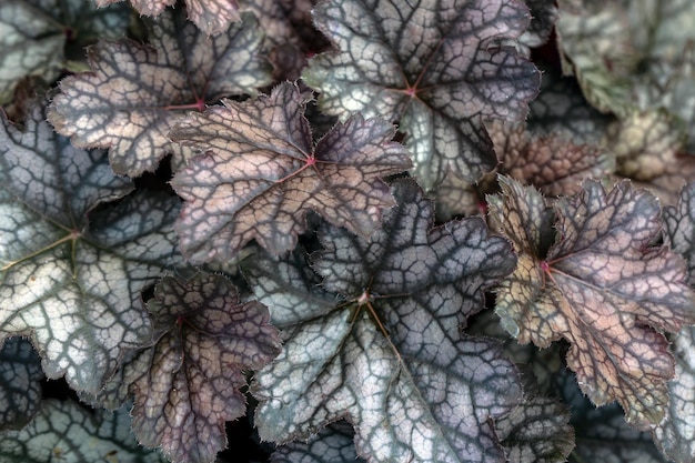 Foglie venate argentee di Heuchera Perenni che abbelliscono il giardinaggio