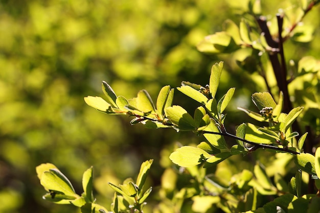 Foglie verde brillante bagnate dal sole brillanoFoglie primaverili fresche