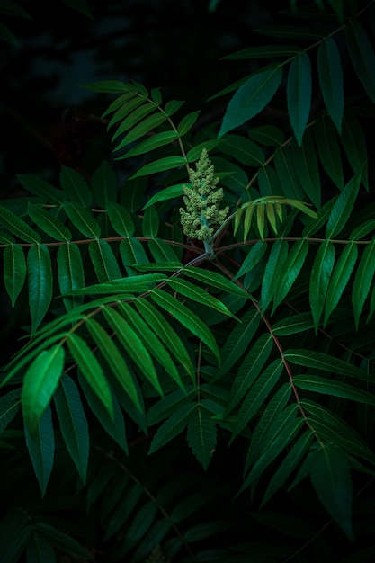 Foglie verde brillante con sfondo chiaro scuro