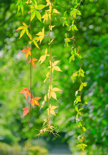 Foglie verde brillante su ramoscelli con alcune foglie autunnali che diventano già rosse e gialle (come il concetto di inizio autunno)