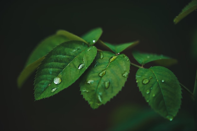 Foglie verde scuro con il primo piano di gocce di rugiada con lo spazio della copia.