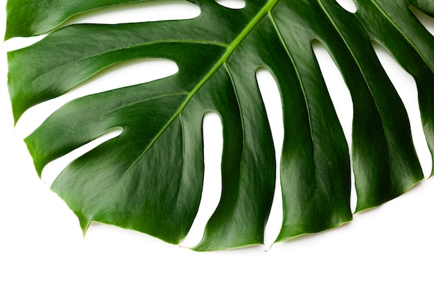 Foglie verde scuro di monstera isolate