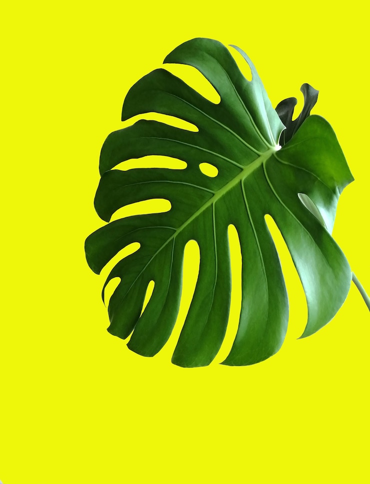 Foto foglie verde scuro di monstera o filodendro diviso monstera deliciosa su sfondo giallo