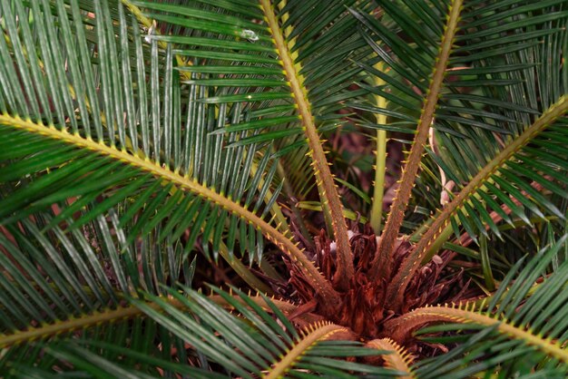 Foglie verdi albero di palma Cycadaceae o Cycas revoluta o sago giapponese