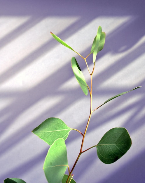 Foglie verdi botaniche della pianta del gambo dell'eucalipto contro il fondo astratto blu di struttura dell'ombra