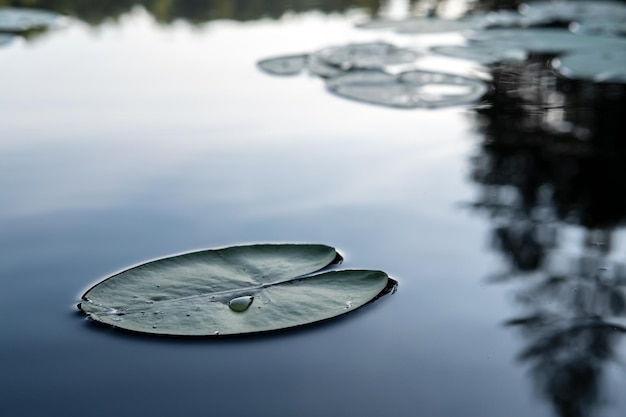 Foglie verdi che galleggiano pianta acquatica Ninfea Nymphaea alba in un lago pulito e tranquillo nella foresta