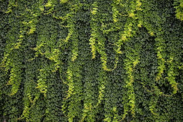 Foglie verdi come sfondo della natura