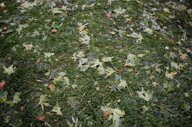 Foglie verdi come sfondo della natura