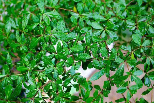 Foglie verdi con gocce d'acqua dopo la pioggia Sfondo naturale