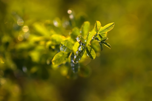 Foglie verdi con gocce d'acqua dopo la pioggia