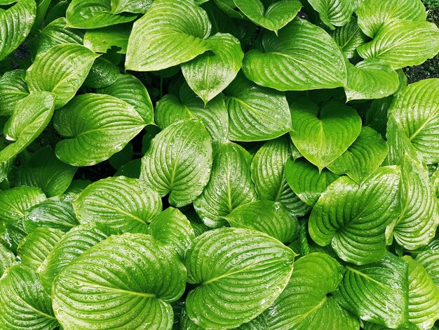 Foglie verdi con gocce d'acqua Hosta