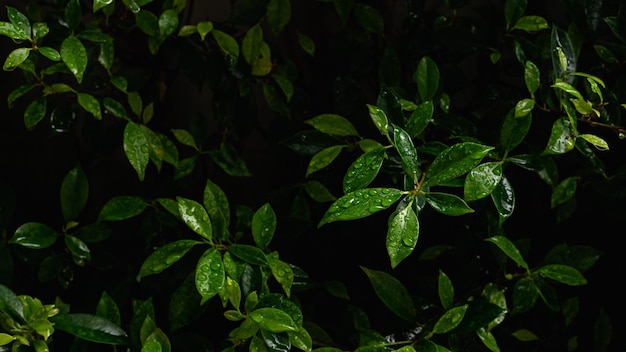 Foglie verdi con gocce di pioggia nella luce del mattino Sfondo naturale