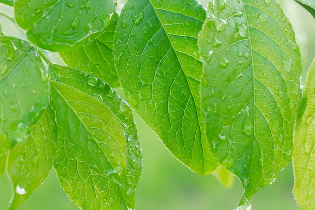 Foglie verdi con gocce di rugiada