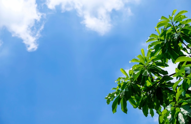 Foglie verdi con l&#39;albero del fondo del cielo blu nel giardino