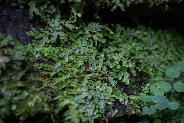 Foglie verdi con lo spazio della copia della flora della foresta dell'erba