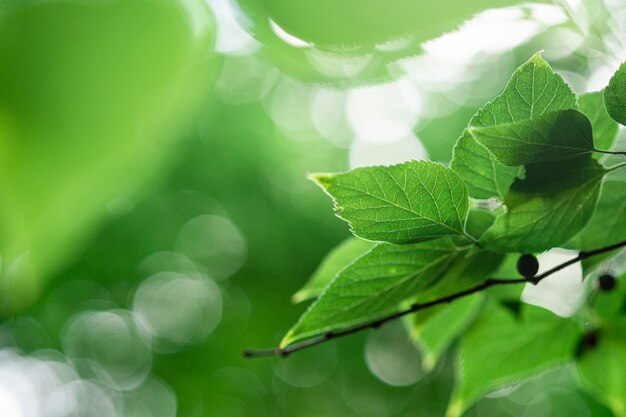 Foglie verdi con luce solare, bokeh di fogliame di primavera estate