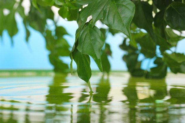 Foglie verdi con riflesso nell'acqua