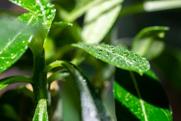 Foglie verdi con sfondo goccia di pioggia