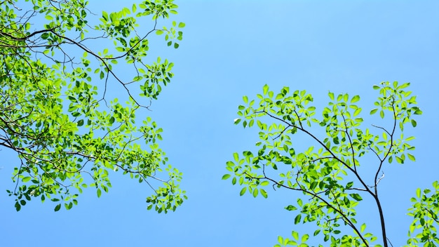 Foglie verdi contro il cielo in estate