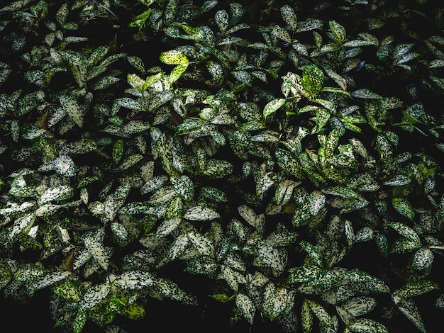 Foglie verdi da un albero