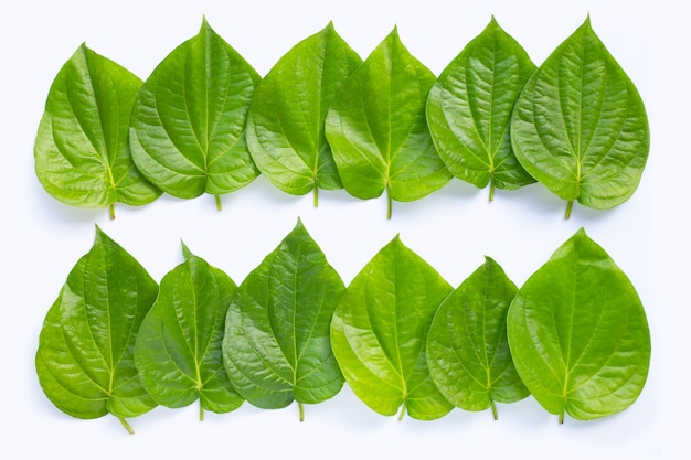 Foglie verdi del betel su bianco