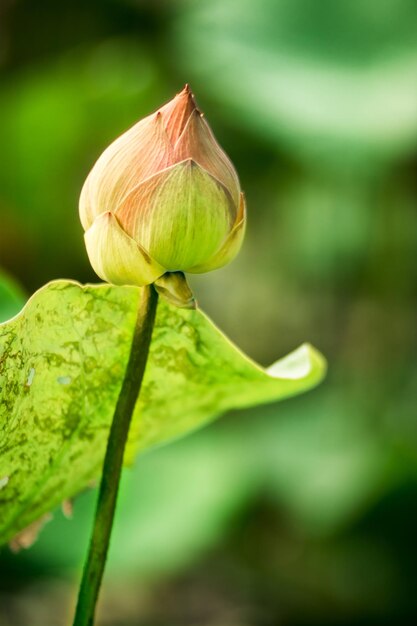 Foglie verdi del fiore di loto nel lago